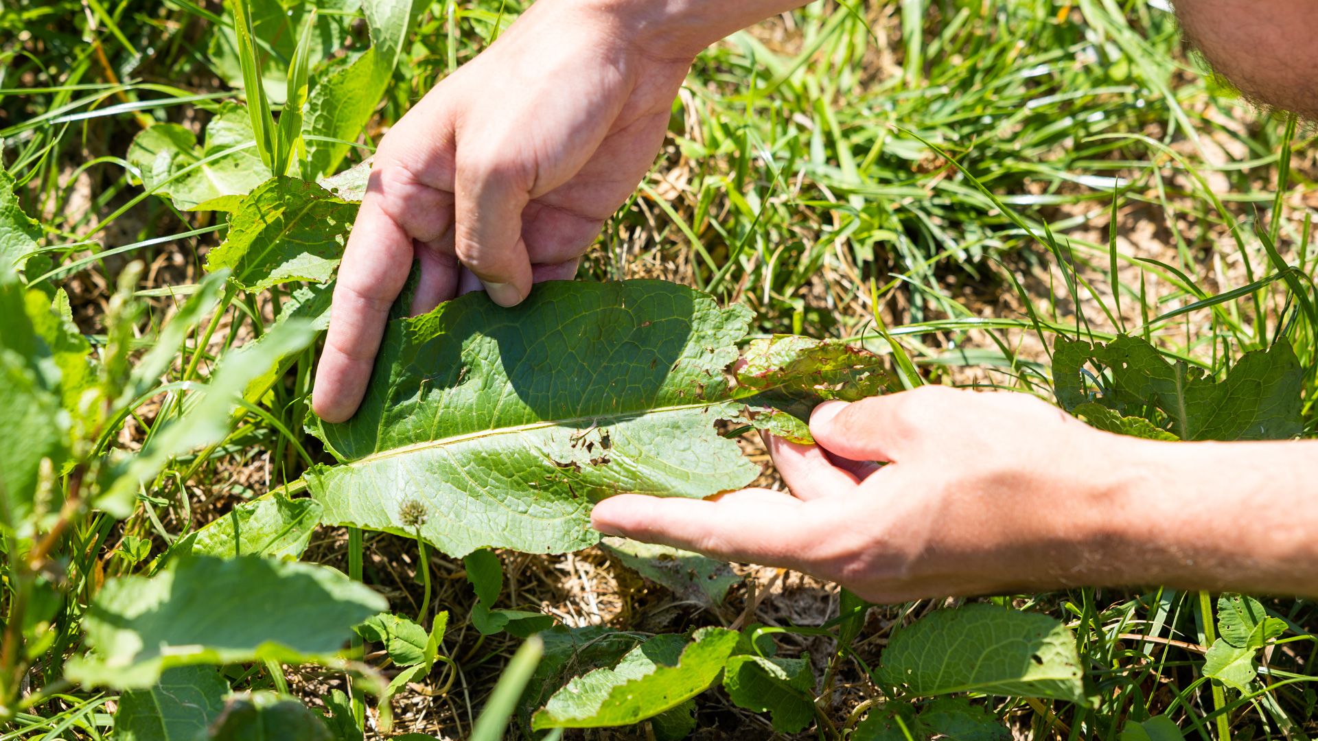 Fenaco wants to use smart technology to fight weeds in the fields.